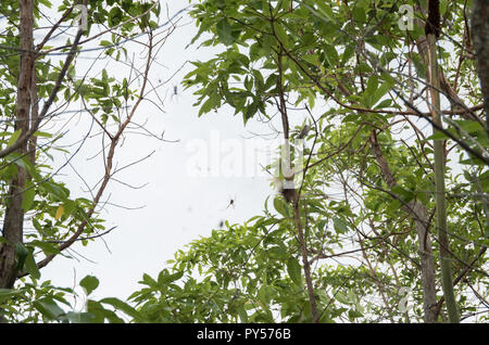 Golden Orb weaver dévorant une cigale pris dans son site web sur l'image. Cliché pris sur le mont Tibrogargan dans le sud-est du Queensland. Banque D'Images