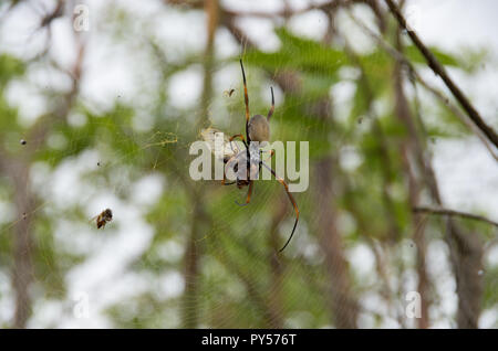 Golden Orb weaver dévorant une cigale pris dans son site web sur l'image. Cliché pris sur le mont Tibrogargan dans le sud-est du Queensland. Banque D'Images