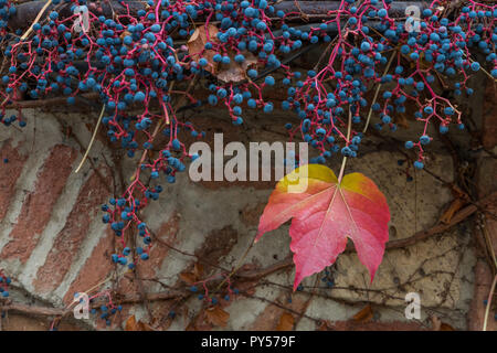 Boston ivy, également appelé lierre japonais accroché woody vine de la famille du raisin mais ses baies sont toxiques. Banque D'Images