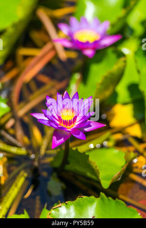 Nénuphars roses dans le jardin, les Maldives. Avec focus sélectif. La verticale Banque D'Images