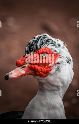 Belle tête rouge canard de Barbarie (Cairina moschata), angry bird grand originaire du Mexique, Amérique Centrale et Amérique du Sud. Fermer les yeux, de couleurs vibrantes. Banque D'Images