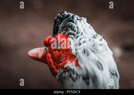 Belle tête rouge canard de Barbarie (Cairina moschata), angry bird grand originaire du Mexique, Amérique Centrale et Amérique du Sud. Fermer les yeux, de couleurs vibrantes. Banque D'Images