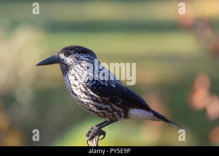 Près d'une upp (Nucifraga caryocatactes Spotted nutcracker) assis sur une souche, photo à partir de la région du nord de la Suède. Banque D'Images