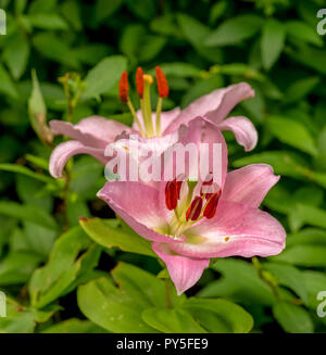 Fleurs de plein air d'une seule macro couleur soleil isolé rose lumineux lys blanc fleur avec gouttes de pluie sur les pétales,floue fond vert naturel Banque D'Images