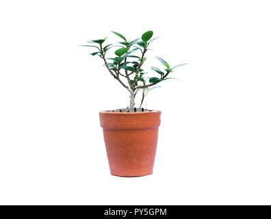 Plante verte, des arbres dans le pot isolé sur fond blanc. Banque D'Images