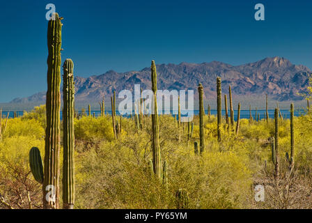 Junco des arbustes en fleurs et cactus cardon à Desierto près de Central Bahia Concepcion au golfe de Californie (Mer de Cortez), Baja California Sur, Mexique Banque D'Images