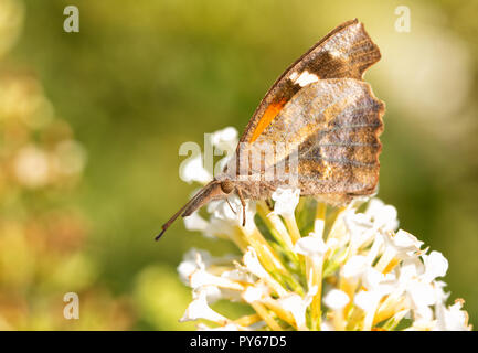 Libre d'un museau américain feeing papillon sur les fleurs blanches, vue ventrale Banque D'Images