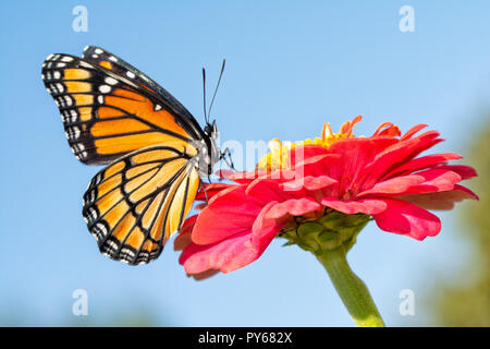 Vue ventrale d'un superbe Papillon vice-roi orange se reposant dans le soleil du matin sur une rose Zinnia contre le ciel bleu Banque D'Images