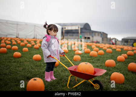 Toddler girl picking pumpkin in farm Banque D'Images