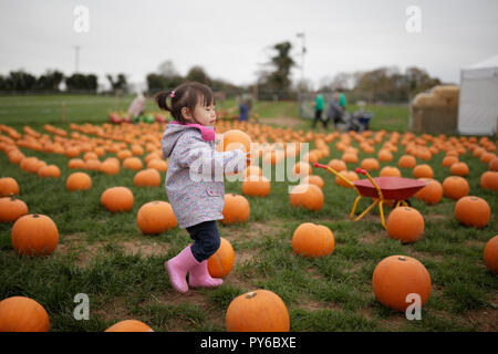 Toddler girl picking pumpkin in farm Banque D'Images