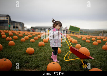 Toddler girl picking pumpkin in farm Banque D'Images