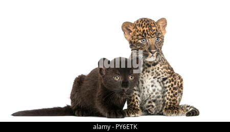 Deux Noirs et repéré Leopard cubs assis et couché à côté de l'autre, 3 et 7 semaines, isolated on white Banque D'Images