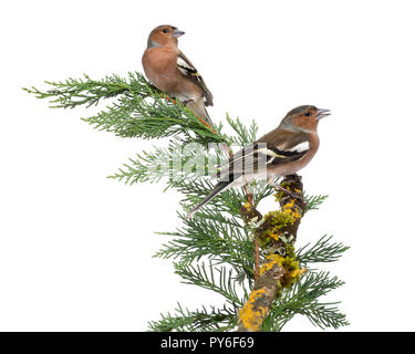 Deux hommes - Fringilla coelebs Chaffinch - perché sur une branche verte, isolated on white Banque D'Images