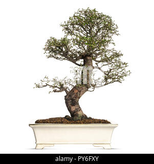 L'orme de bonsai, Ulmus, isolated on white Banque D'Images