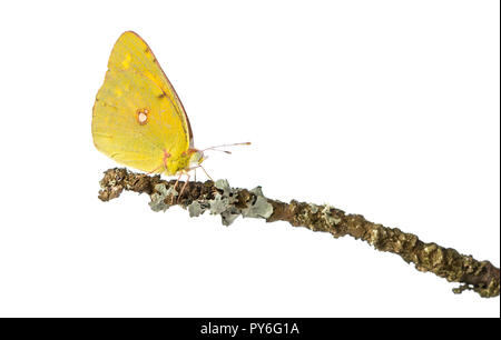 Vue latérale d'un soufre assombri sur une branche, Colias philodice, isolated on white Banque D'Images