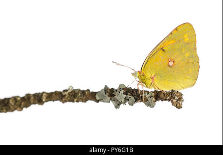 Vue latérale d'un soufre assombri sur une branche, Colias philodice, isolated on white Banque D'Images