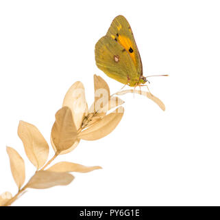 Vue latérale d'un soufre assombri sur une usine, Colias philodice, isolated on white Banque D'Images