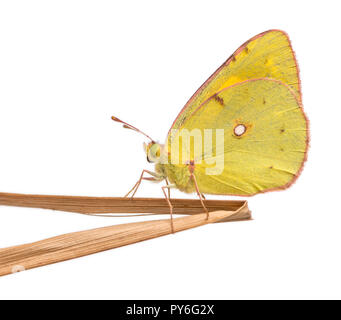 Vue latérale d'un soufre assombri posé sur une fine branche, Colias philodice, isolated on white Banque D'Images