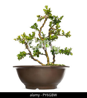 Buxus bonsaï, isolated on white Banque D'Images