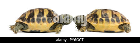 Vue latérale des deux bébé tortue d'Hermann en face de l'autre, Testudo hermanni, isolated on white Banque D'Images