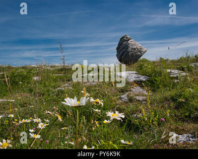 Belle fleur prairie avec un comité permanent boulder dans l'arrière-plan Banque D'Images