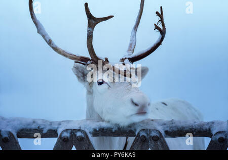 Close-up portrait of renne blanc avec des cornes. Bel animal adulte mettre la tête sur la vieille porte en bois de cerfs enceinte en Laponie, Finlande. Unfocuse Banque D'Images