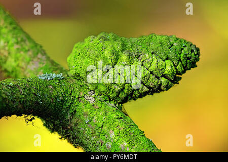 Mousse verte en forme de dinosaures couverts de lichen cône de pin Banque D'Images