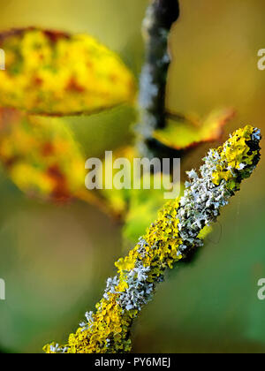 La direction générale de lichen couvertes avec les feuilles d'automne Banque D'Images