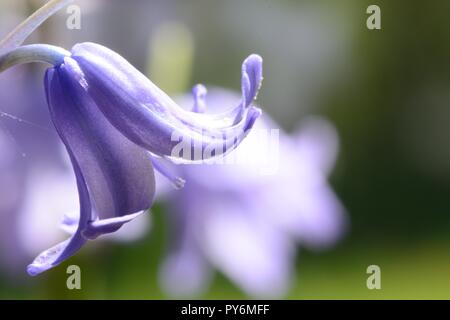 Close up of bluebell flowers in Bloom Banque D'Images