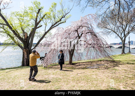 Washington DC, USA - 5 Avril 2018 : deux personnes asiatiques touristes photographiant la prise de photos par sakura cherry blossom trees in spring avec potomac r Banque D'Images