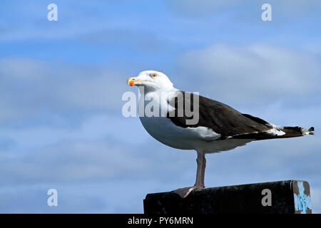 Un Goéland à harengs américain ou un Goéland Smithsonian (Larus smitthsonianus ou Larus argentatus smitthsonianus) qui rôde à la jetée de Chatham Fish Pier sur Cape Cod Banque D'Images