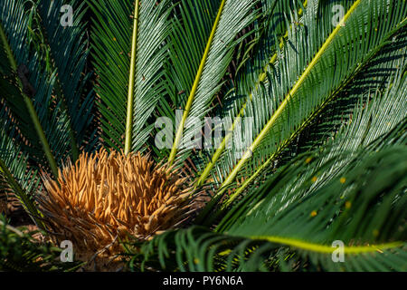 Nom scientifique de cycadales Cycas circinalis L. est famille Cycadaceae. Cycas close up avec lyzard sur le cœur de la palm, fleur, et des plantes Banque D'Images