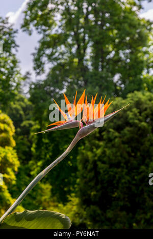 Oiseau de l'usine Parardise (Strelitzia reginae) en fleurs à l'extérieur de Lady Anne's House à la RHS Garden Rosemoor, Devon, England, UK Banque D'Images