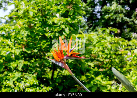 Oiseau de l'usine Parardise (Strelitzia reginae) en fleurs à l'extérieur de Lady Anne's House à la RHS Garden Rosemoor, Devon, England, UK Banque D'Images