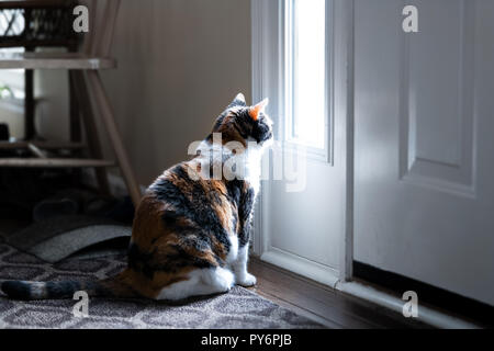 Triste, chat calico assis, regardant à travers la fenêtre petite porte avant sur le porche, en attente sur le bois dur de la moquette pour les propriétaires, laissé abandonné Banque D'Images