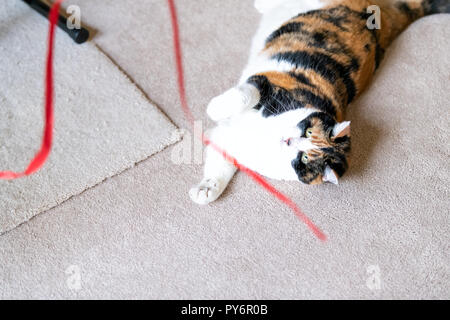 Gros plan du chat calico, allongé sur le dos, jouant avec une bande rouge jouet dans salle de séjour, chambre, accueil sur la moquette, mordre, attraper avec pattes ci-dessus, missi Banque D'Images