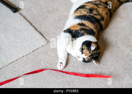 Gros plan du chat calico ludique, couché sur le côté, à jouer avec des jouets d'une bande rouge dans la salle de séjour, chambre, accueil sur la moquette, mordre, attraper avec paws abov Banque D'Images
