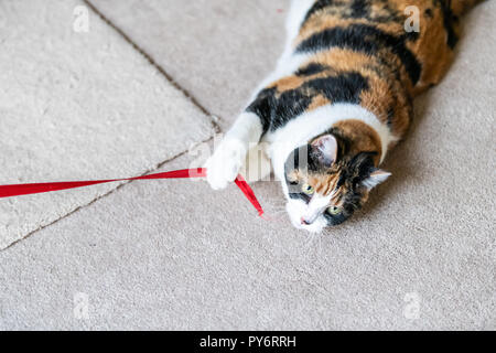 Gros plan du chat calico ludique, couché sur le côté, à jouer avec des jouets d'une bande rouge dans la salle de séjour, chambre, accueil sur la moquette, mordre, la capture, la détention en Banque D'Images