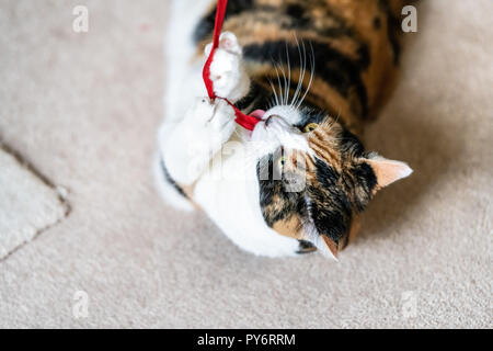 Gros plan du chat calico ludique, couché sur le côté, à jouer avec des jouets d'une bande rouge dans la salle de séjour, chambre, accueil sur la moquette, mordre, la capture, la détention en Banque D'Images