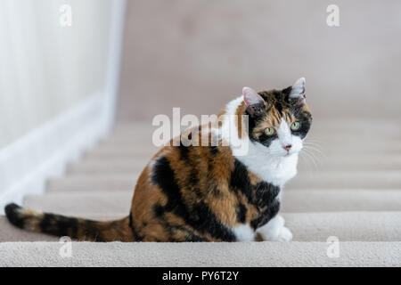 High angle view sur curieux chat calico assis sur les escaliers, marches d'escalier dans l'appartement, maison, prix, d'attente, mendicité, demande d'alimentation, big eye Banque D'Images