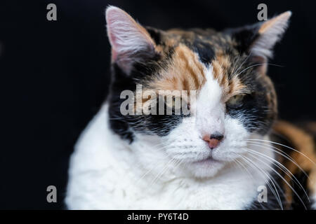 Gros plan du chat calico couché, fond noir dans la maison, maison, appartement studio Banque D'Images