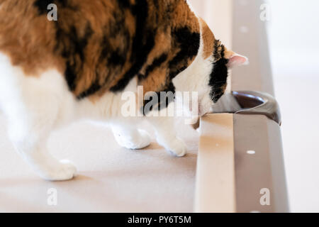 Gros plan du curieux chat calico debout sur un billard, table de billard, inhaler, odeur de poche, trou, regardant vers le bas dans la salle de séjour de la maison, maison, ap Banque D'Images