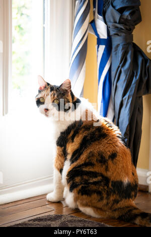 Chat calico, triste, assis à la petite fenêtre près de la porte avant sur le porche, en attente sur le bois dur de la moquette pour les propriétaires, laissé abandonné Banque D'Images