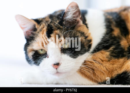Closeup portrait of angry chat calico face avec la tête sur une patte sur la moquette, ennuyé, colère, à la Banque D'Images