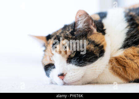 Closeup portrait of sleepy, heureux, chat calico face avec la tête sur une patte sur la moquette, bonheur, fermer les yeux Banque D'Images