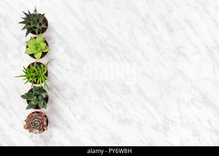 Rangée de plantes succulentes en pot sur en arrière-plan, avec l'exemplaire de l'espace. Banque D'Images