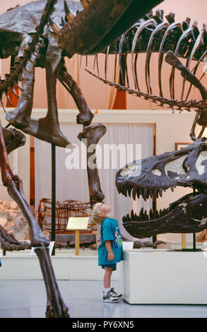 Jeune garçon à s'émerveiller des os de dinosaure dans les Black Hills Institute de recherche géologique, Hill City, South Dakota, USA Banque D'Images