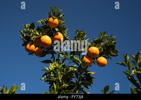 Une branche d'arbre orange plein de fruits avec un fond de ciel bleu clair Banque D'Images