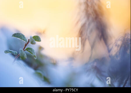 Close-up of frost couverts (airelle Vaccinium vitis-idaea) laisse un arrière-plan contre. Focus sélectif et très faible profondeur de champ. Banque D'Images