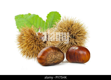 Châtaignes et marrons bur isolé sur fond blanc. Banque D'Images